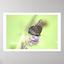 Borboleta Poster