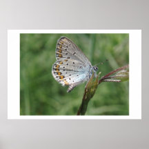 Borboleta Posteres