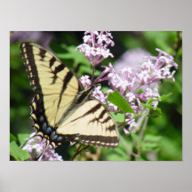 Borboleta Posteres