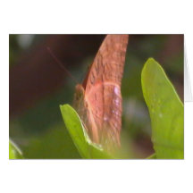 Borboleta preciosa cartão