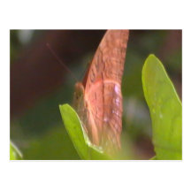 Borboleta preciosa cartão postal