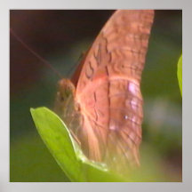 Borboleta preciosa posters
