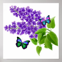 Borboletas em flores do Lilac Pôsteres