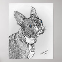 "Boston Terrier " Posters