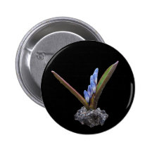 Botão do ~ do botão de Chionodoxa Pins