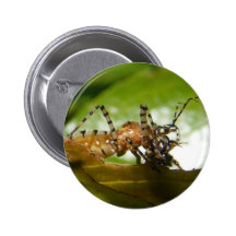 Botão do ~ do inseto de assassino pins