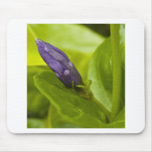 Botão roxo mousepads