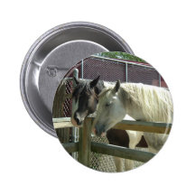Branco/cavalo do Pinto Boton