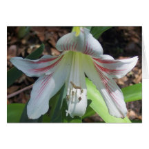 Branco com Amaryllis vermelho Cartões