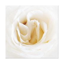 Branquea rosa - Snowy Impressão Em Canvas