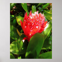 Bromeliad Posteres