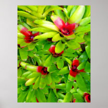 Bromeliads Posters