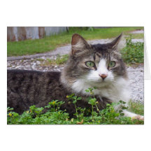 Brown e gato de gato malhado branco cartao