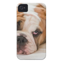 Buldogue inglês capas iPhone 4