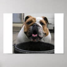 BULDOGUE PURO POSTERES