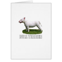 Bull terrier cartão