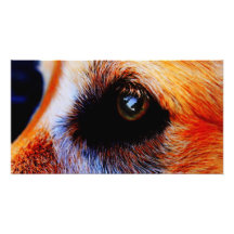 "Busque" uma imagem do fim-acima do olho de um cão Artes De Fotos
