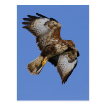 Buzzard 2 cartoes postais