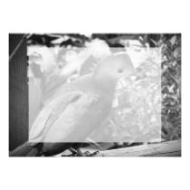 bw girado cabeça beaked short do pássaro convites