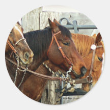 Cabeças de cavalo freadas adesivo em formato redondo