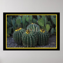 Cacto 363 poster