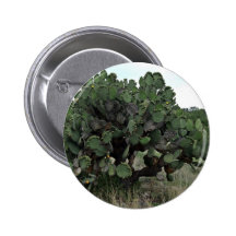 Cacto de florescência na paisagem verde boton