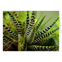Cacto listrado pequeno Spiky verde Cartoes