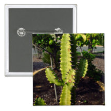 Cacto Spiky sob a sombra Boton