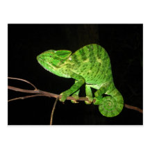 Camaleão (zeylanicus do Chamaeleo) Cartão Postal