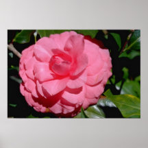 Camélia vermelha, flores do japonica poster