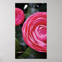 Camelias 1 posteres