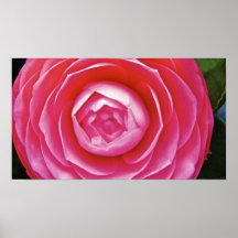 Camelias 2 pôsteres