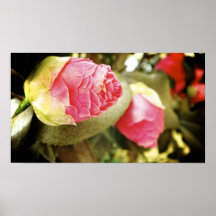 Camelias 3 posteres
