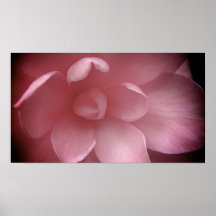 Camelias 4 impressão
