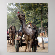 Camelo em India na estrada Impressão