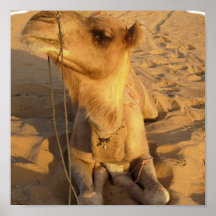 Camelo no poster do deserto