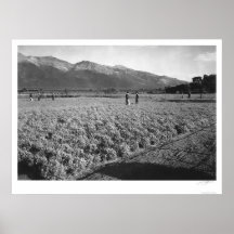 Campo 1943 de Guayule Pôsteres