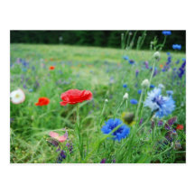 campo dos wildflowers cartões postais