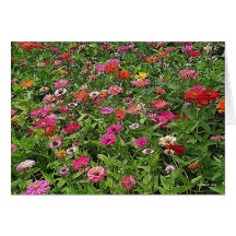 Campo dos Zinnias Cartão