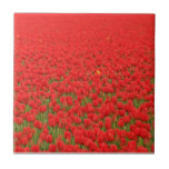 Campo vermelho da tulipa azulejos