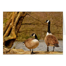Canadá geese002 cartão