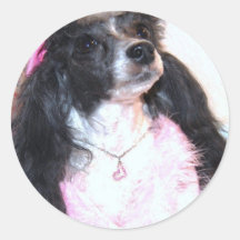 Caniche bonito "Brittany " de Parti Adesivo