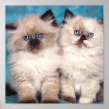 Canvas bonitos do gatinho posters