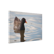Canvas: Galinha-d'água Impressão De Canvas Envolvida