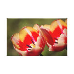 Canvas molhadas das tulipas impressão de canvas esticada