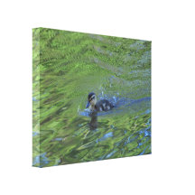 Canvas: Patinho do pato selvagem Impressão De Canvas Envolvidas