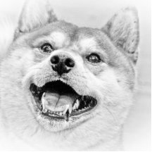 Cão de sorriso de Shiba Inu Fotoescultura