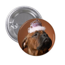 Cão do aniversário boton