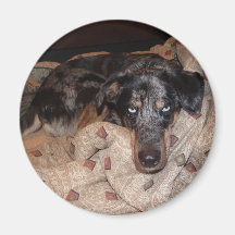 Cão do leopardo de Catahoula que Snoozing Ima