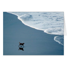 cão do surfista cartões